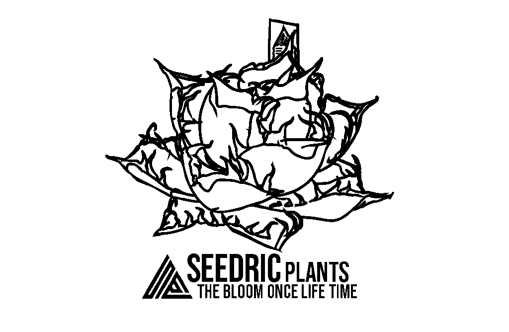 SEEDRIC PLANTS / セドリックプランツ