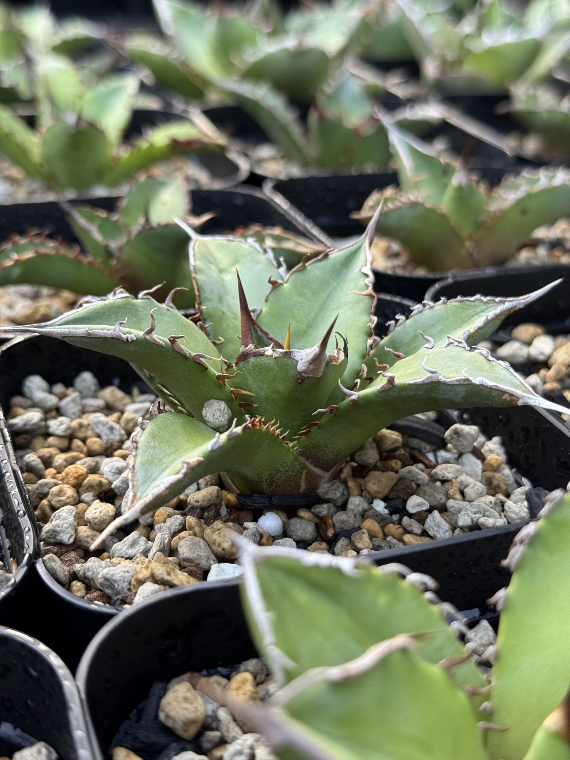 徒長気味のオテロイ SEEDRIC PLANTS / セドリックプランツ