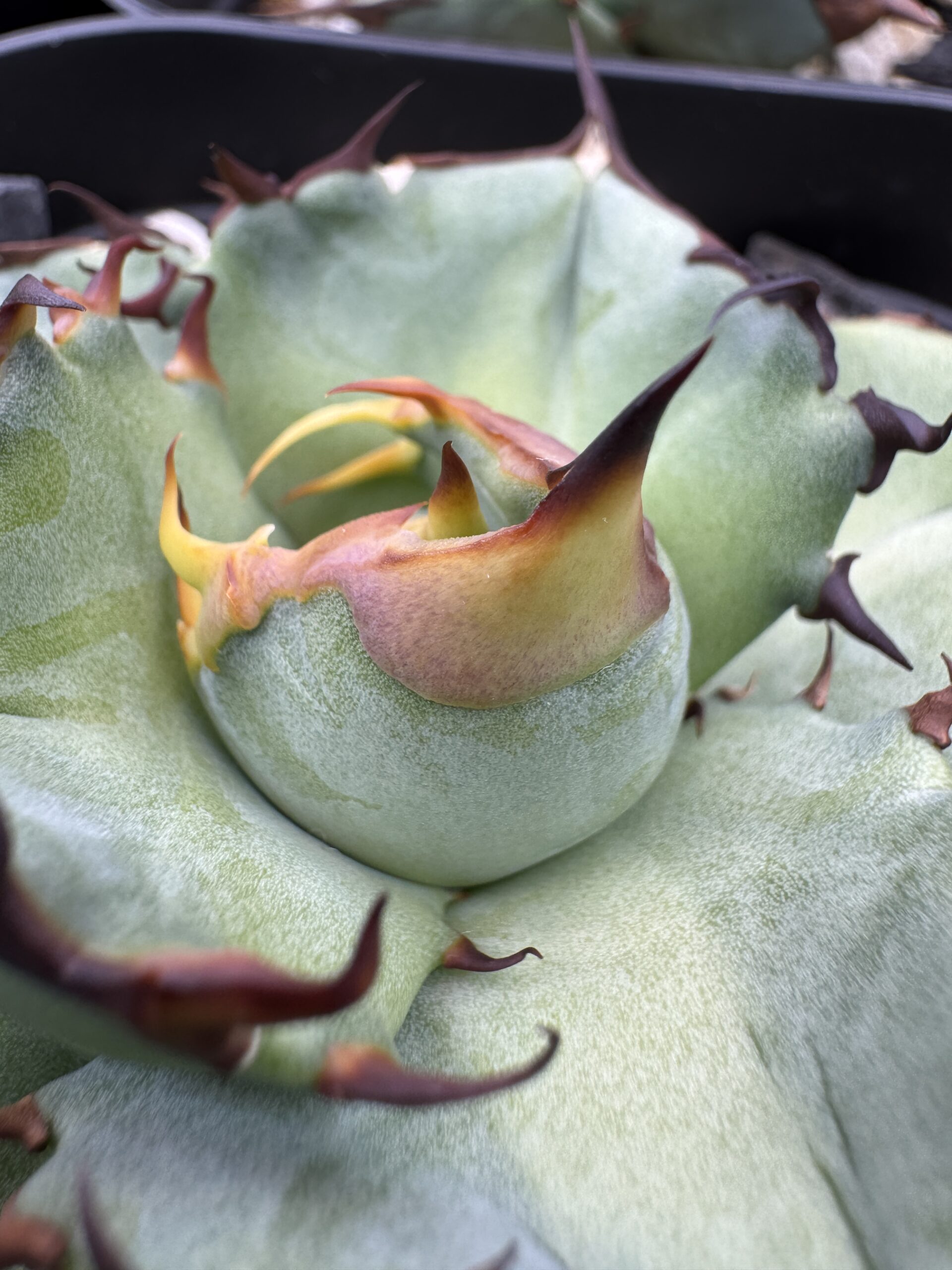 アガベ オテロイ育成ガイド｜美しい株を育てる肥料の基本と注意点