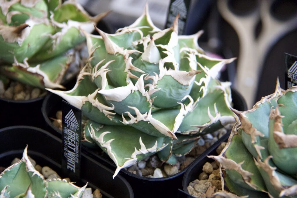 ホホジロザメ 葉色の良い健康なオテロイ