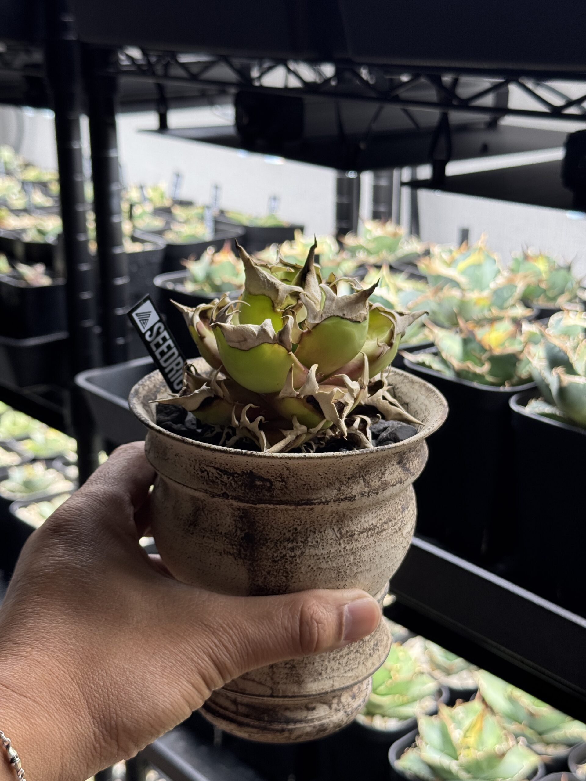 肥料切れをおこしているオテロイ(レッドキャットウィーズル) SEEDRIC PLANTS / セドリックプランツ