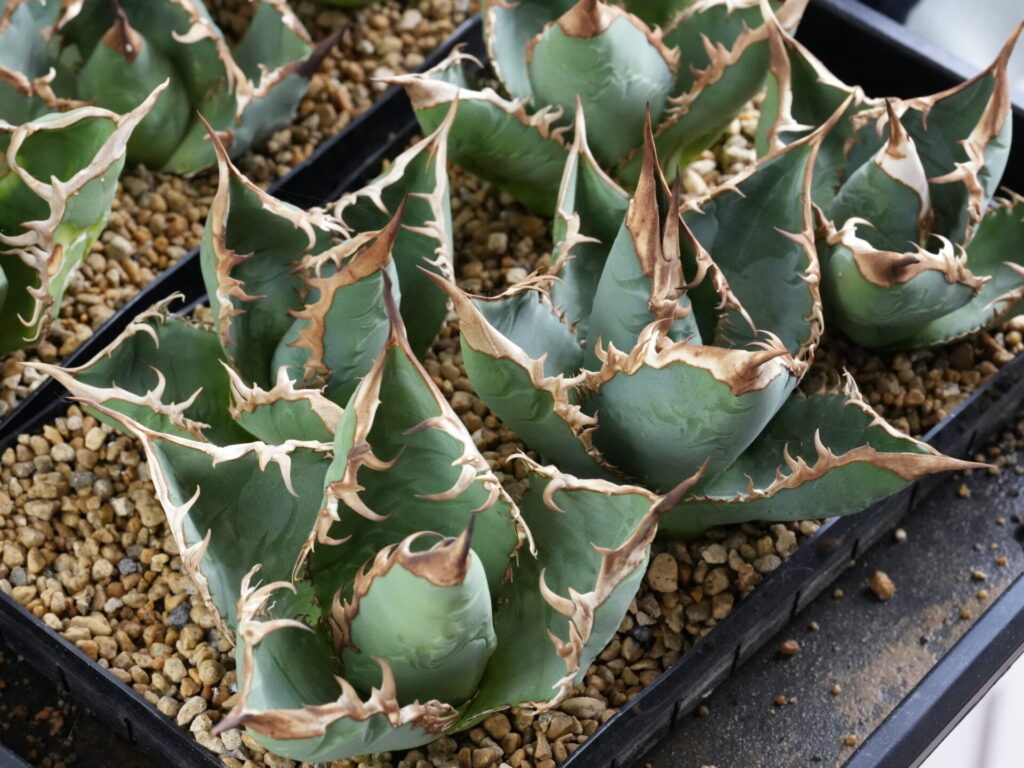 アガベの発根管理のやり方