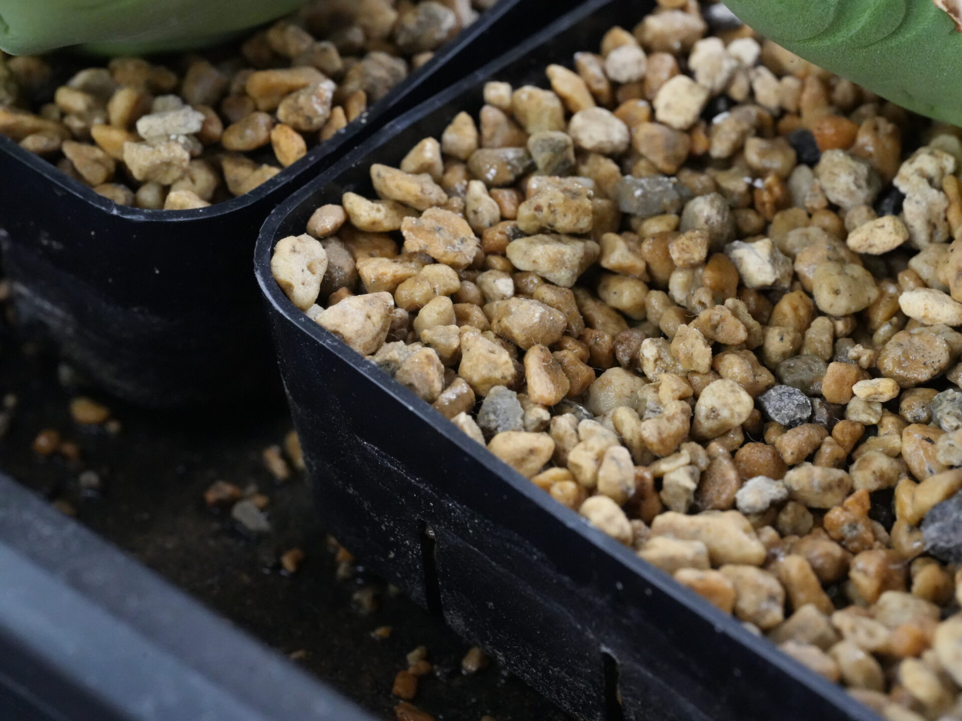 アガベの発根管理用土