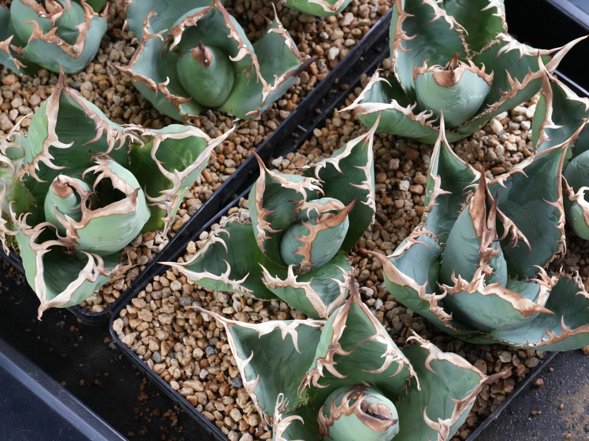 胴切り天の発根管理は時間がかかる