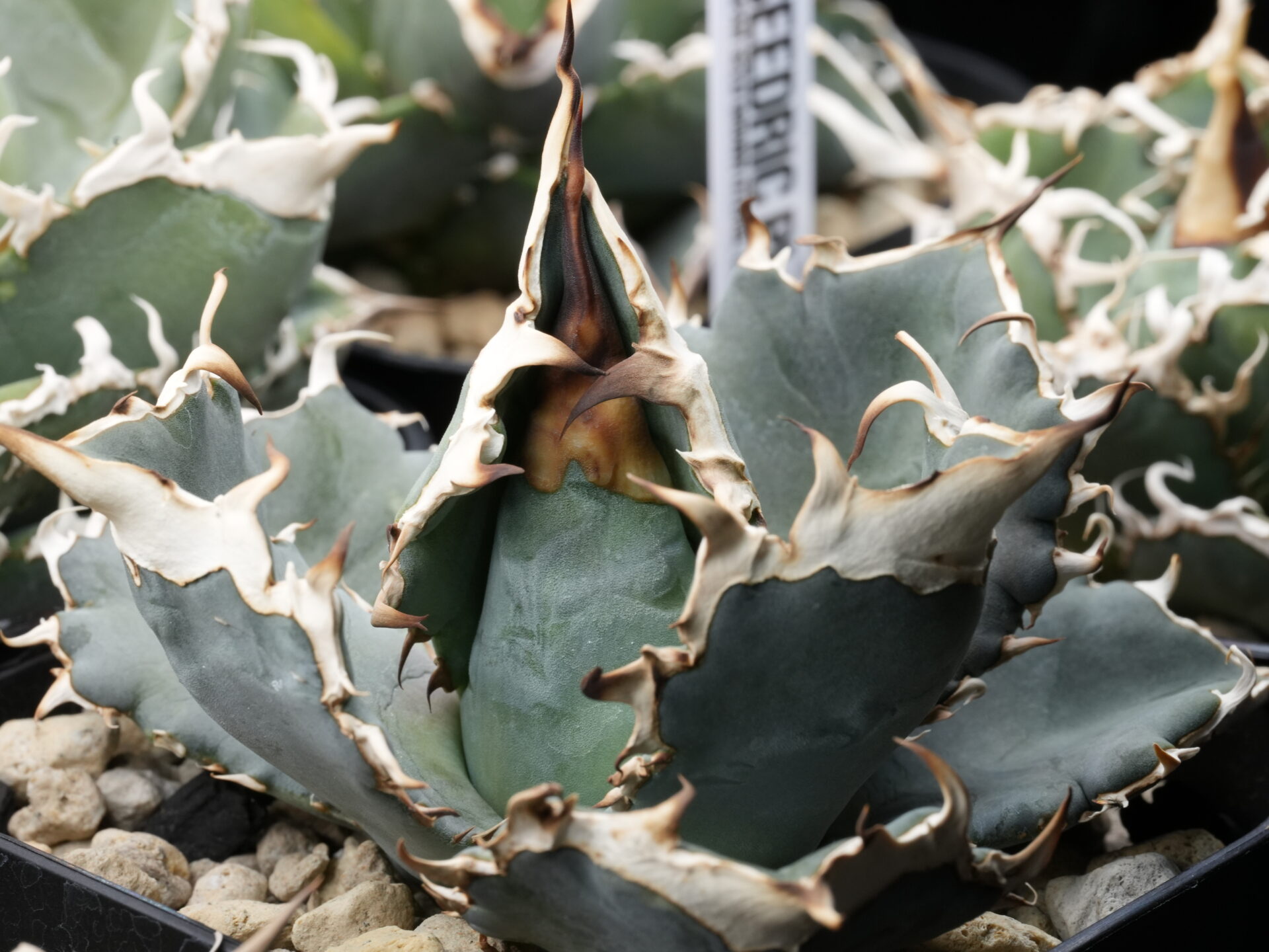 【特大株】アガベ　コロラータ　発根管理中 特大株】アガベ コロラータ 発根管理中 - メルカリ