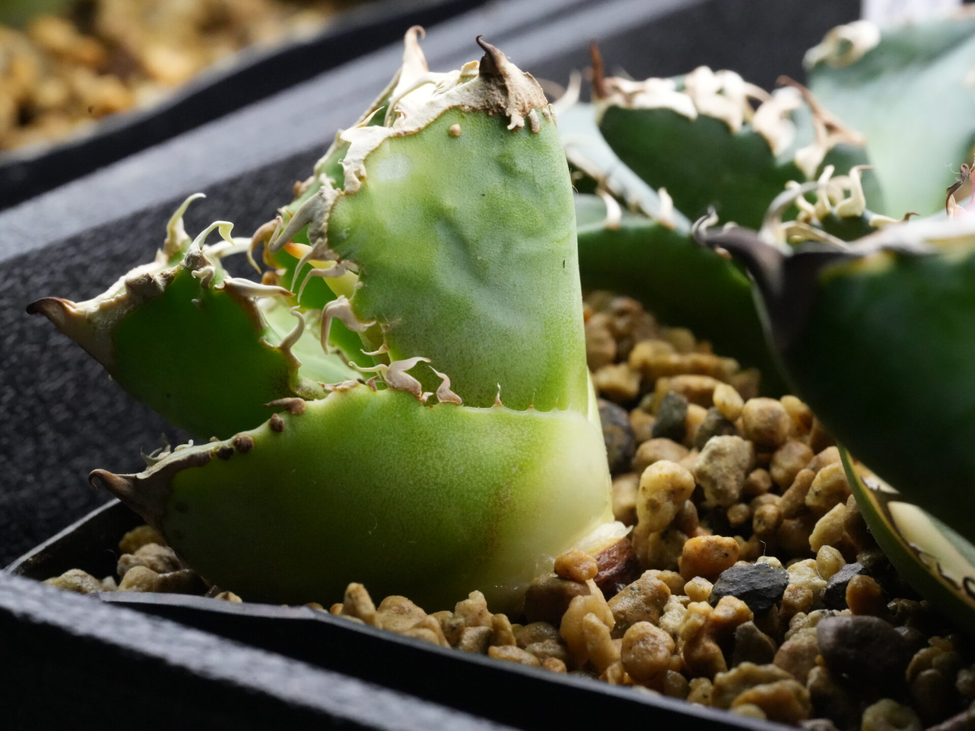 発根管理の株の植え込む深さ。その１