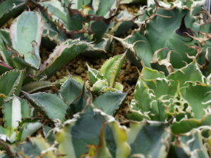 アガベの発根管理【本当は教えたくない一番簡単な発根のさせ方