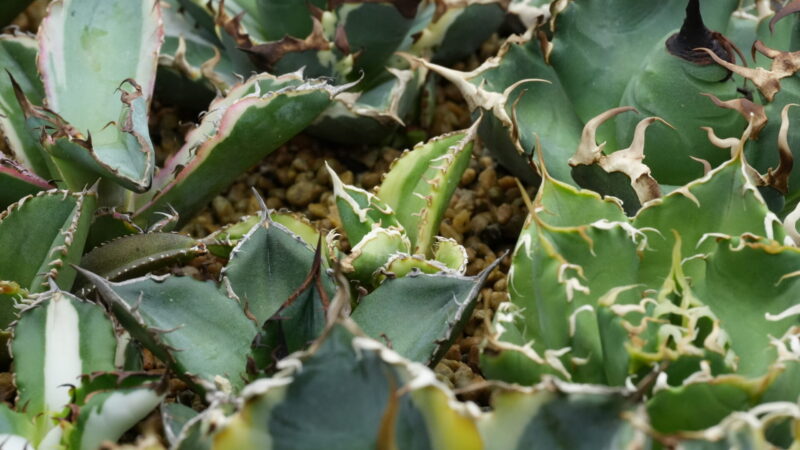 アガベの発根管理やり方