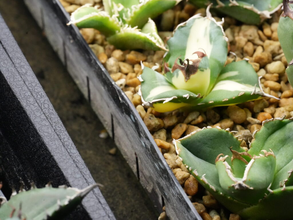 発根管理、腰水が無くなったら水を足す