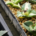 アガベの発根管理完全ガイド｜抜き苗・ベアルート・冬対策まで