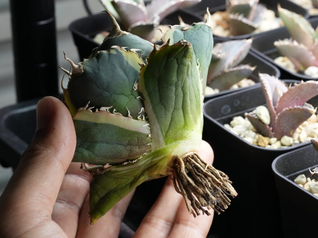 ベアルート株や抜き苗の根はこんな状態