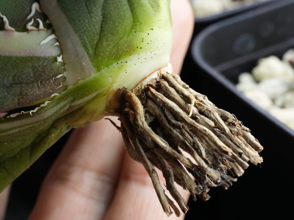 ベアルート株の根はこんな状態