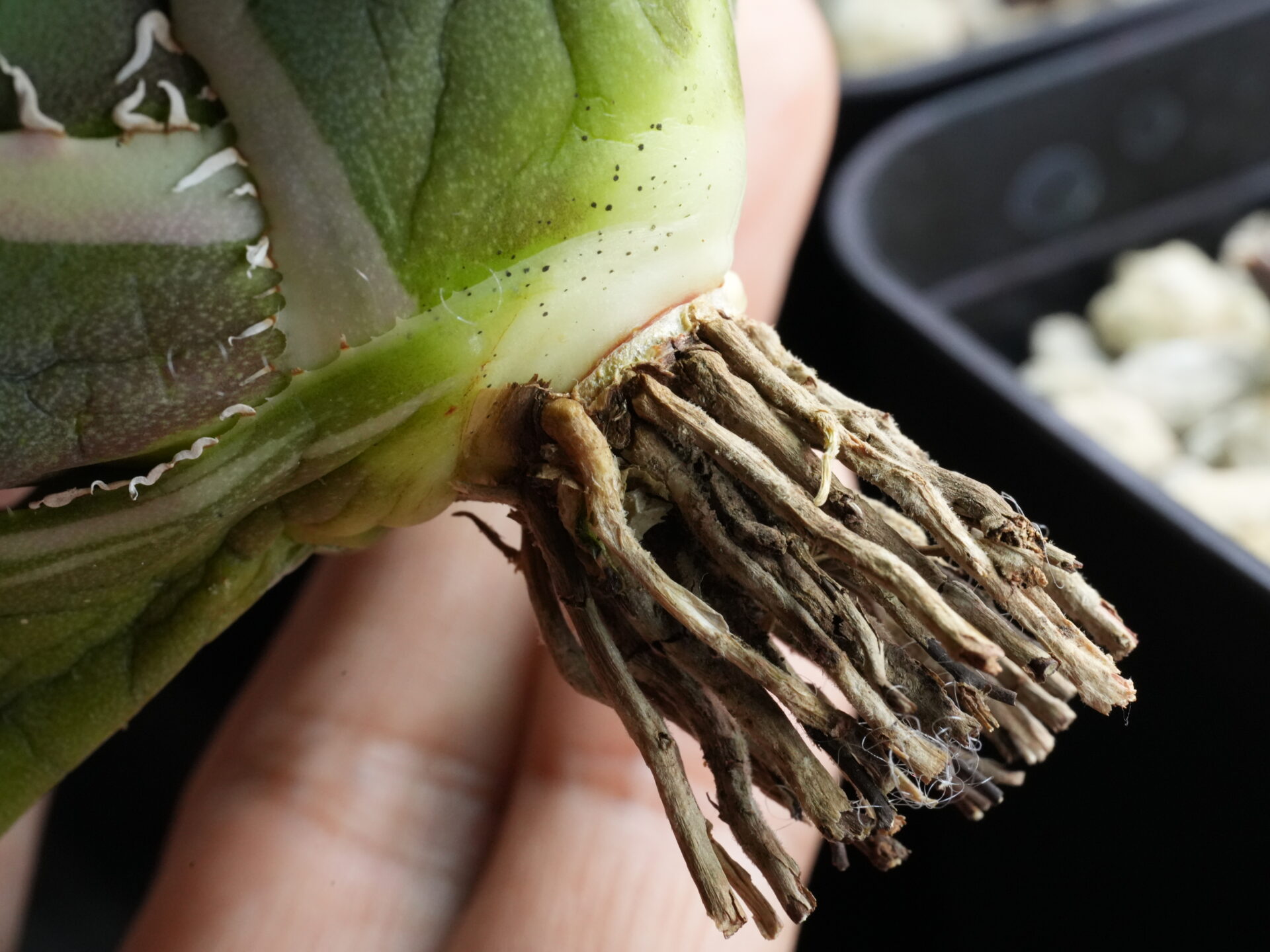 ベアルート株の根はこんな状態