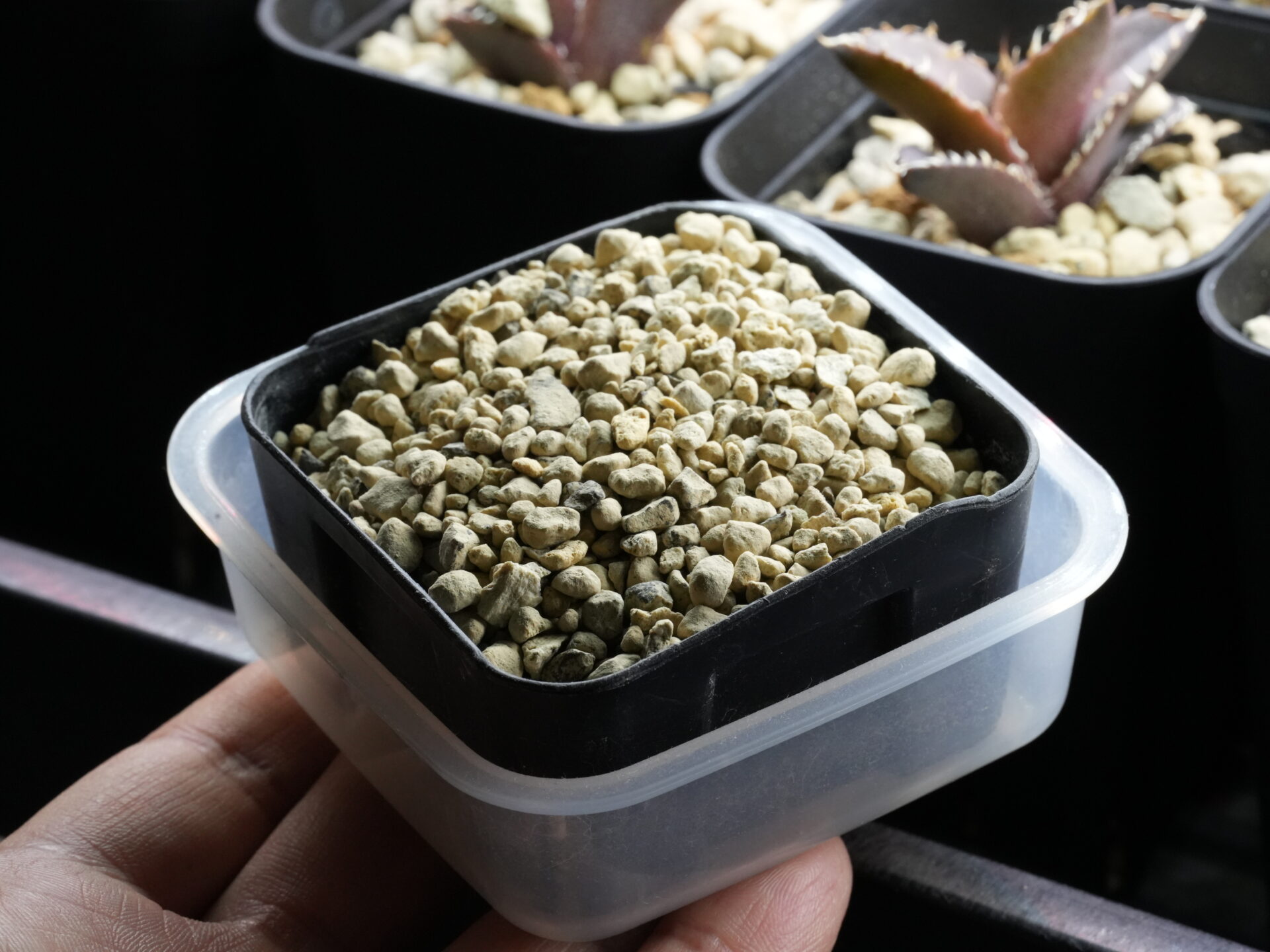 発根管理の方法