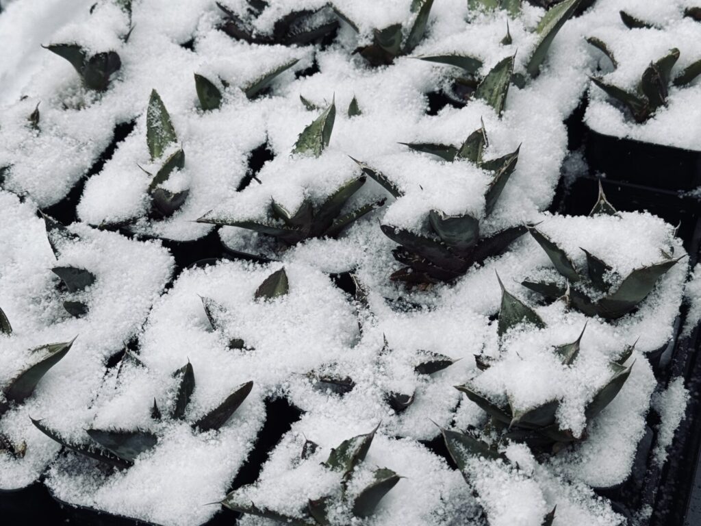 アガベ オテロイの耐寒性 【冬に外管理した結果】