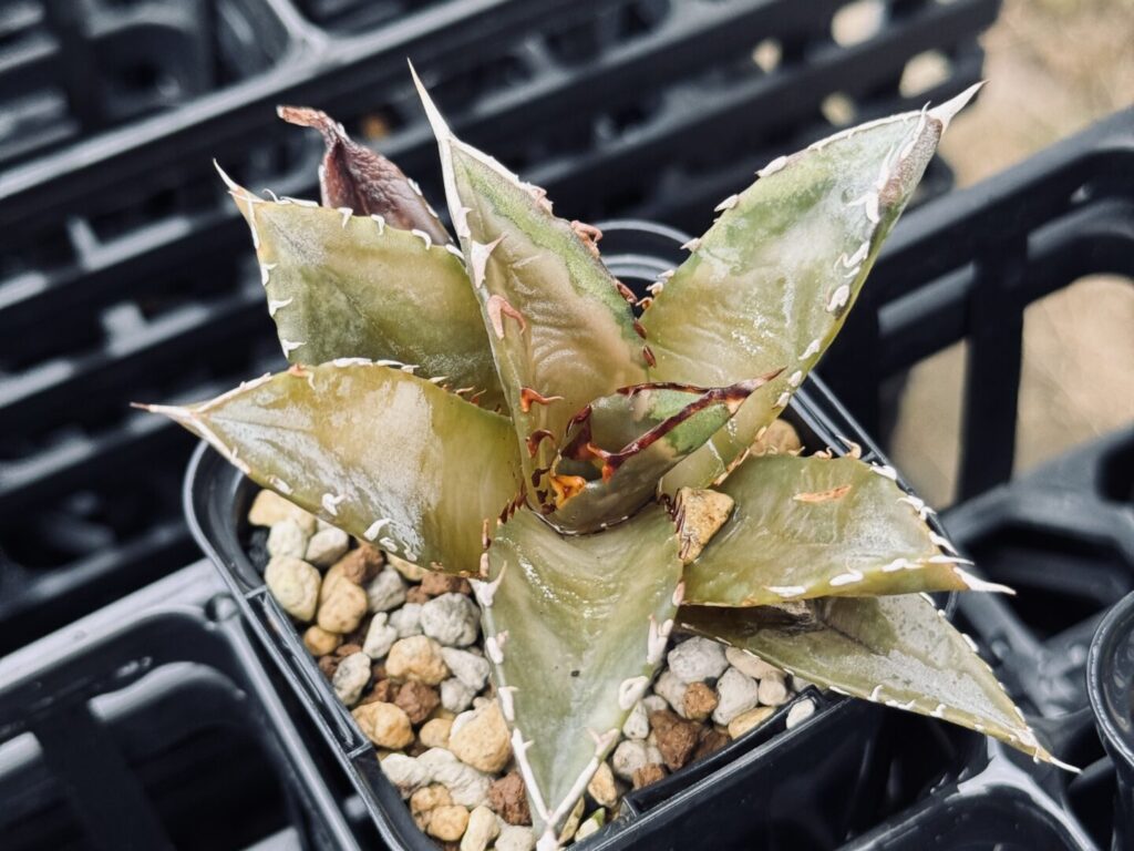 アガベ オテロイの耐寒性、冬の寒さで枯れる