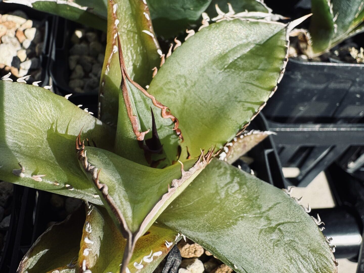 アガベ オテロイの耐寒性、寒さに当たり芯から枯れていく