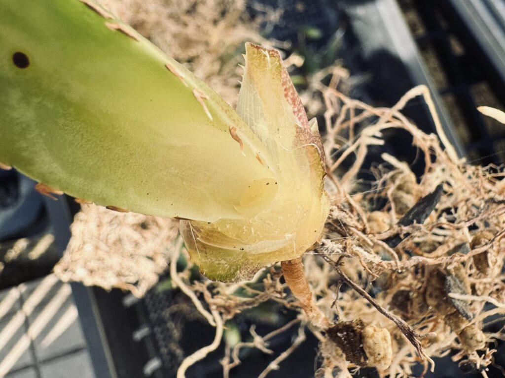 アガベ オテロイの耐寒性 【冬に外管理した結果】