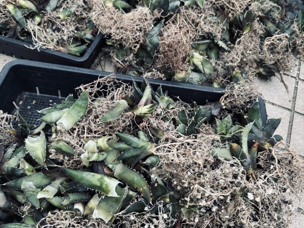 アガベ オテロイの耐寒性、冬の寒さで枯れる