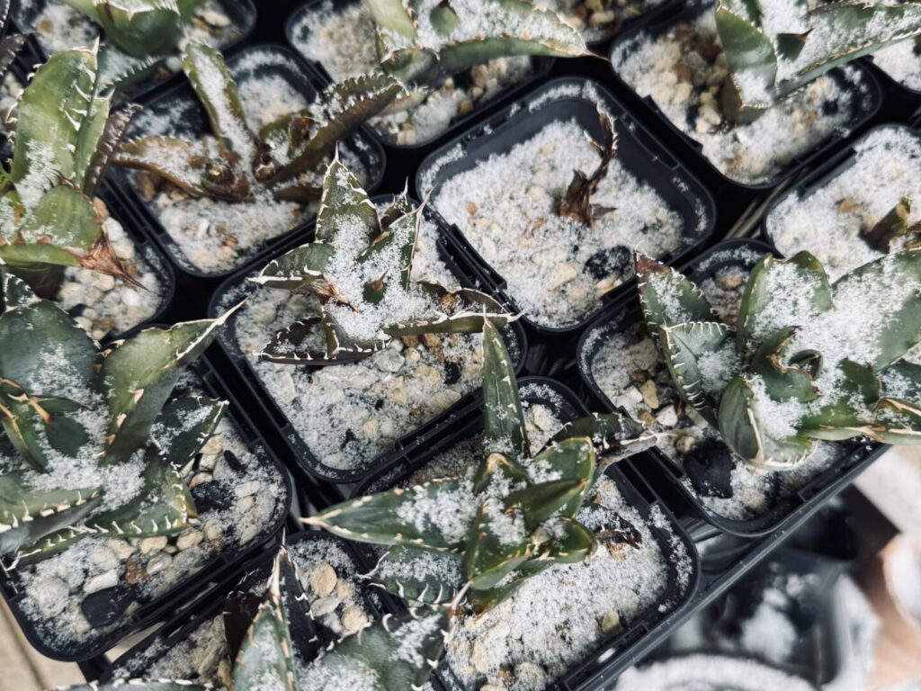 アガベ オテロイの耐寒性 【冬に外管理した結果】