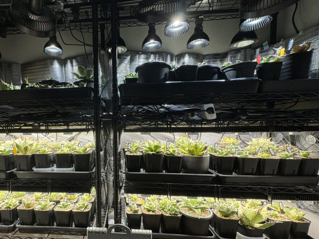 アガベ・オテロイにおすすめの植物育成ライト