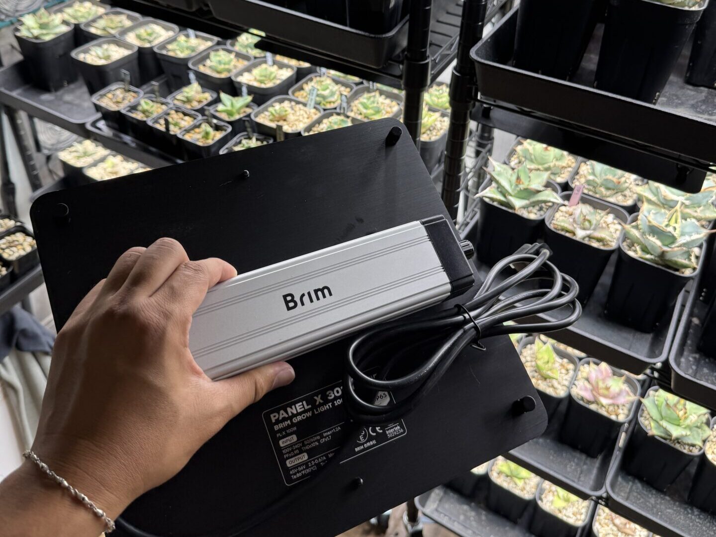 あなたが現在見ているのは アガベ・オテロイ「植物育成ライトのおすすめ！」