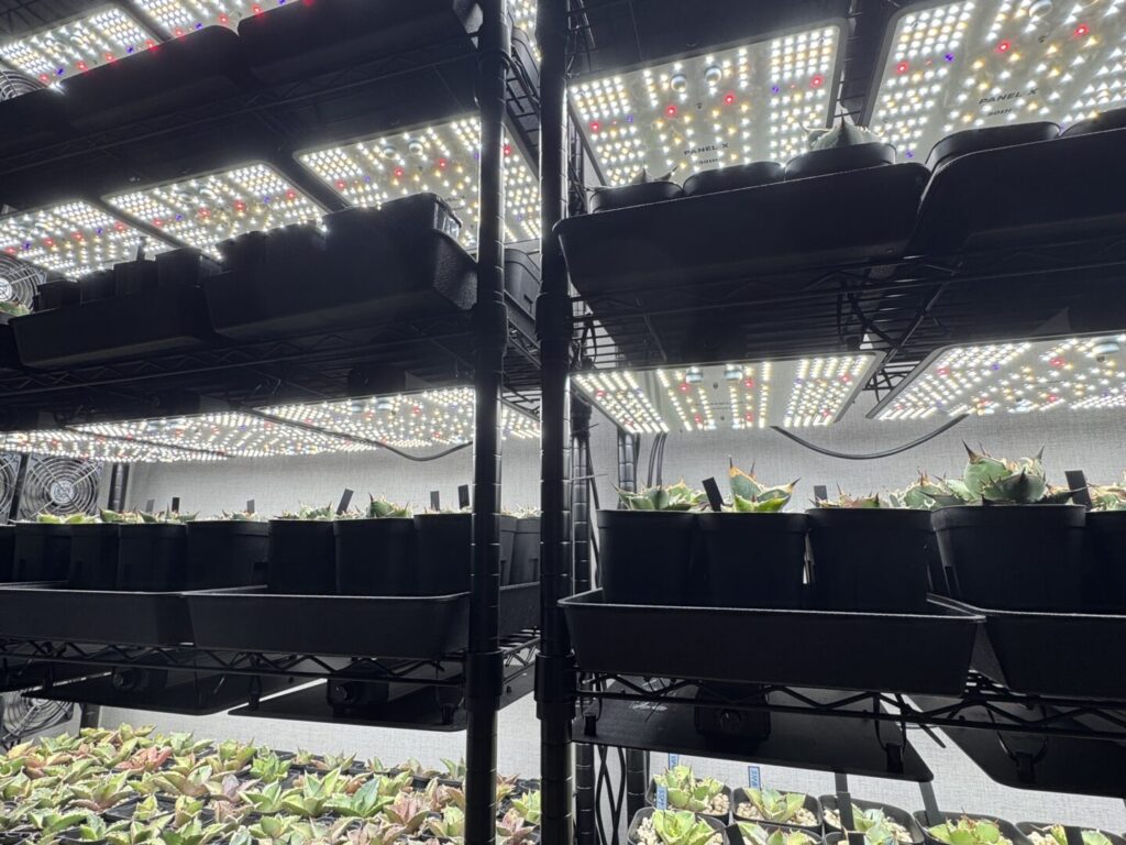 アガベ・オテロイにおすすめの植物育成ライト