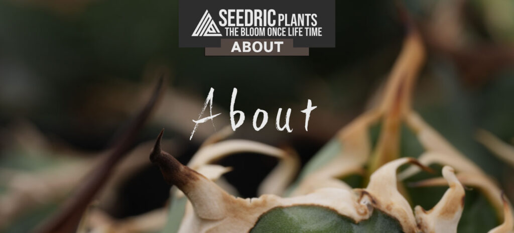 セドリックプランツ 会社概要