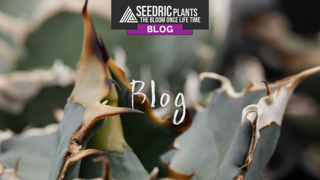 アガベ オテロイの育て方