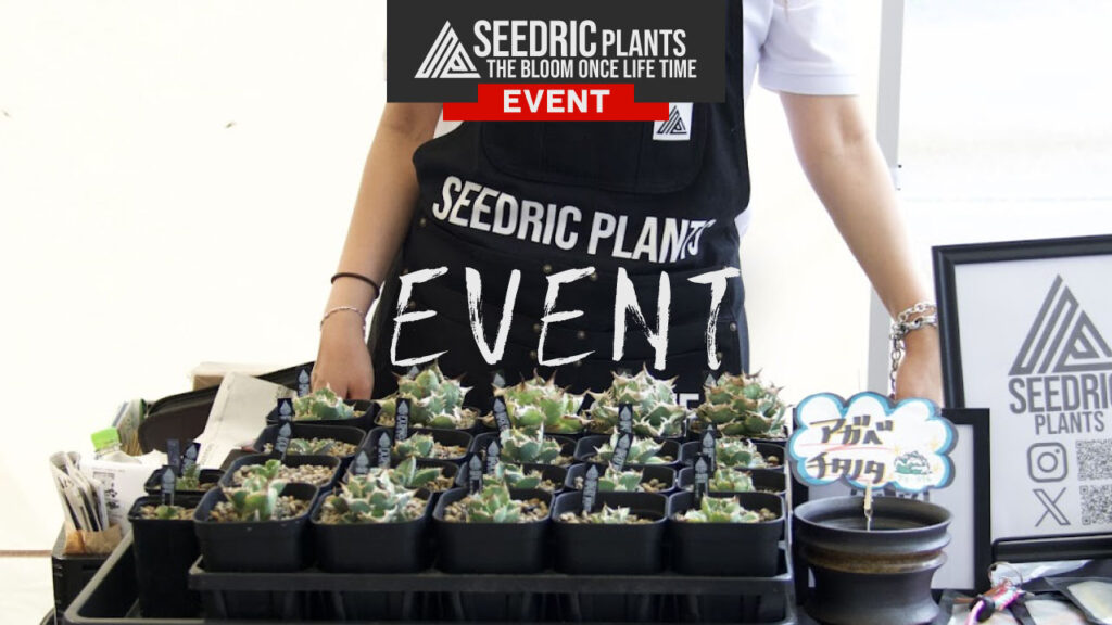 イベント出店情報 【SEEDRIC PLANTS / セドリックプランツ】