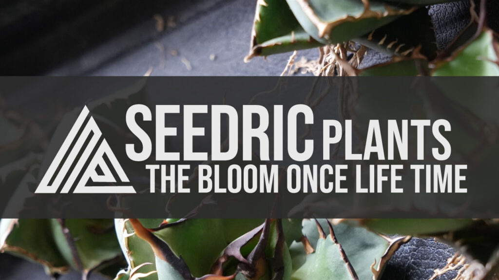 SEEDRIC PLANTS / セドリックプランツは多肉植物アガベ オテロイの専門店です。