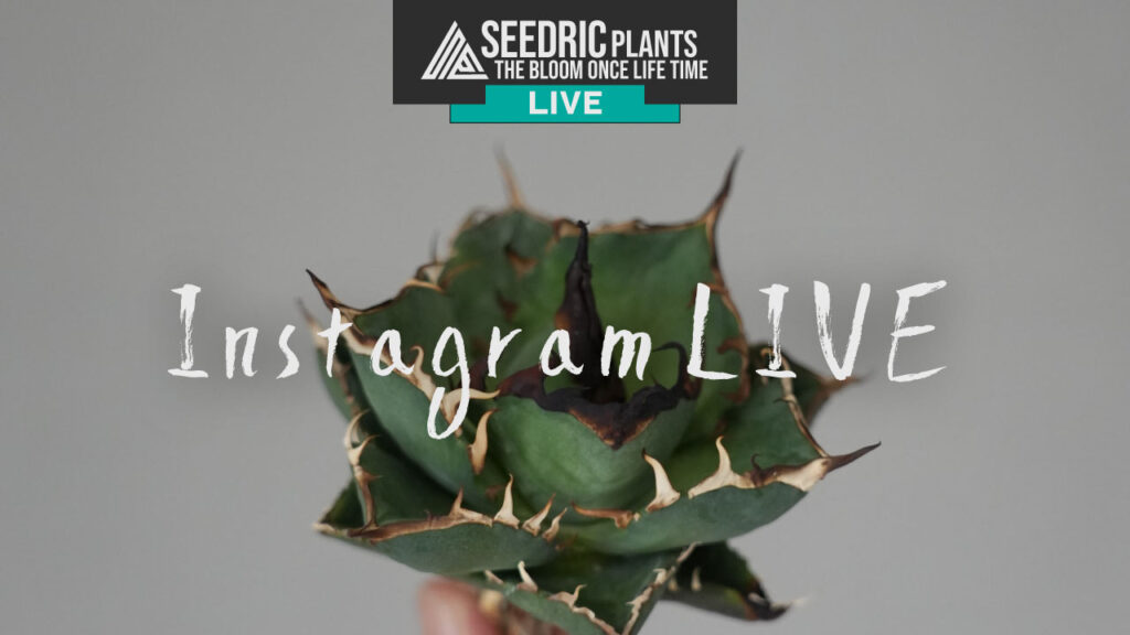 インスタグラム ライブ配信 【SEEDRIC PLANTS / セドリックプランツ】