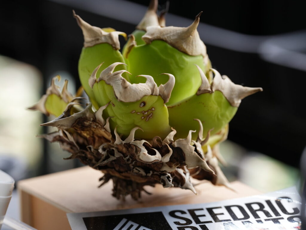 アガベ・オテロイの茶色い葉は枯れています