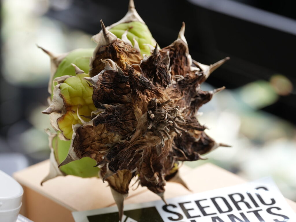 アガベ・オテロイの枯れ葉を残すとこうなります。