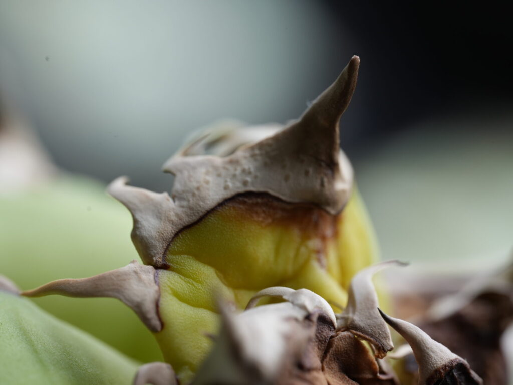 アガベ・オテロイの葉が枯れてきたときの原因と対処法