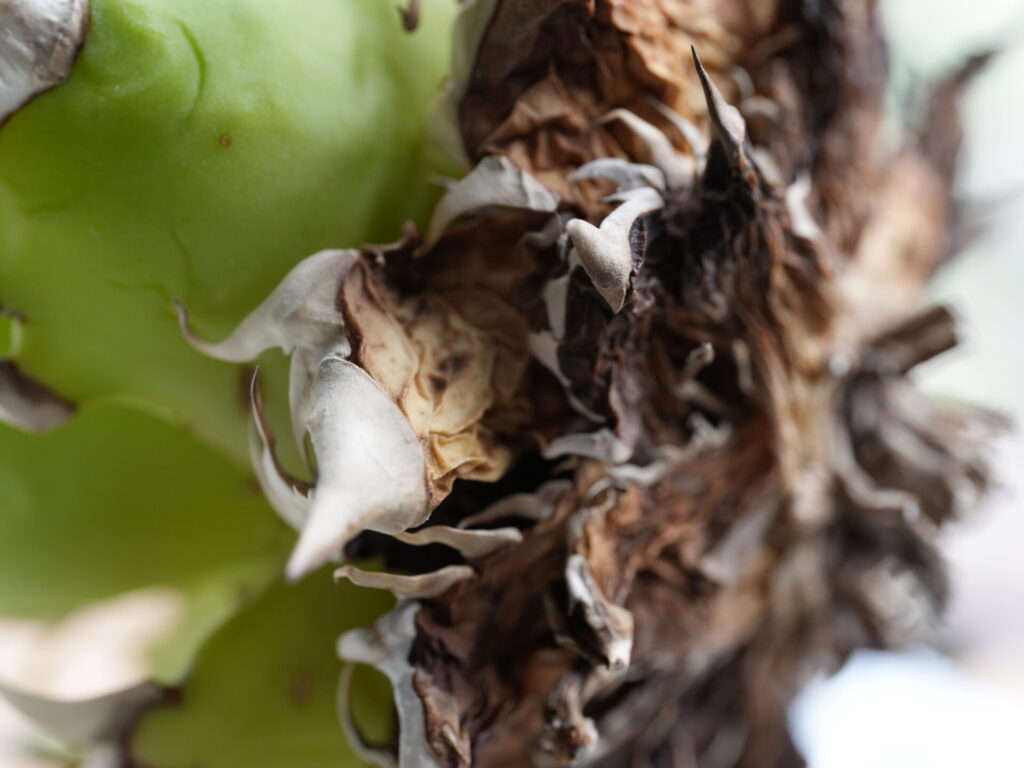 アガベ・オテロイの下葉の枯れ