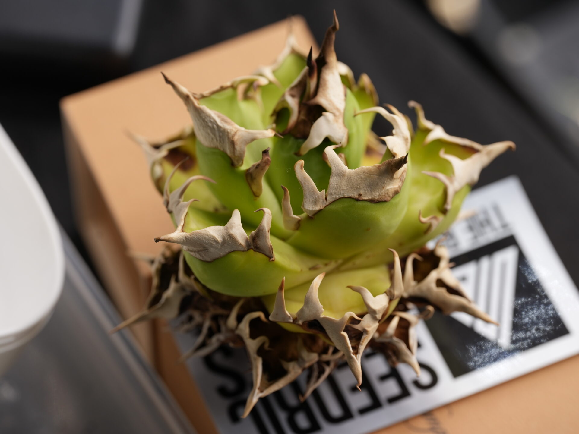 あなたが現在見ているのは アガベの葉が枯れてきたときの原因と対処法