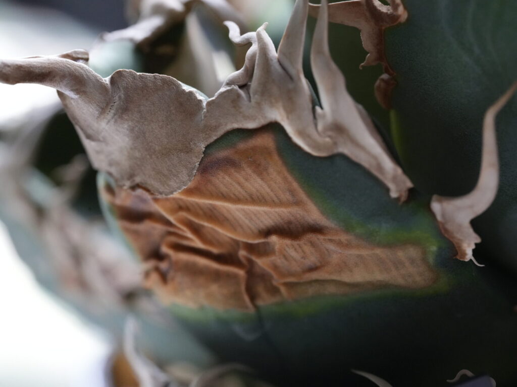 アガベの葉焼け