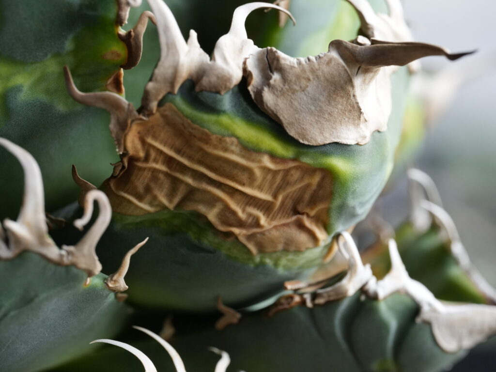 アガベの葉焼け、葉の裏側まで焼けた状態