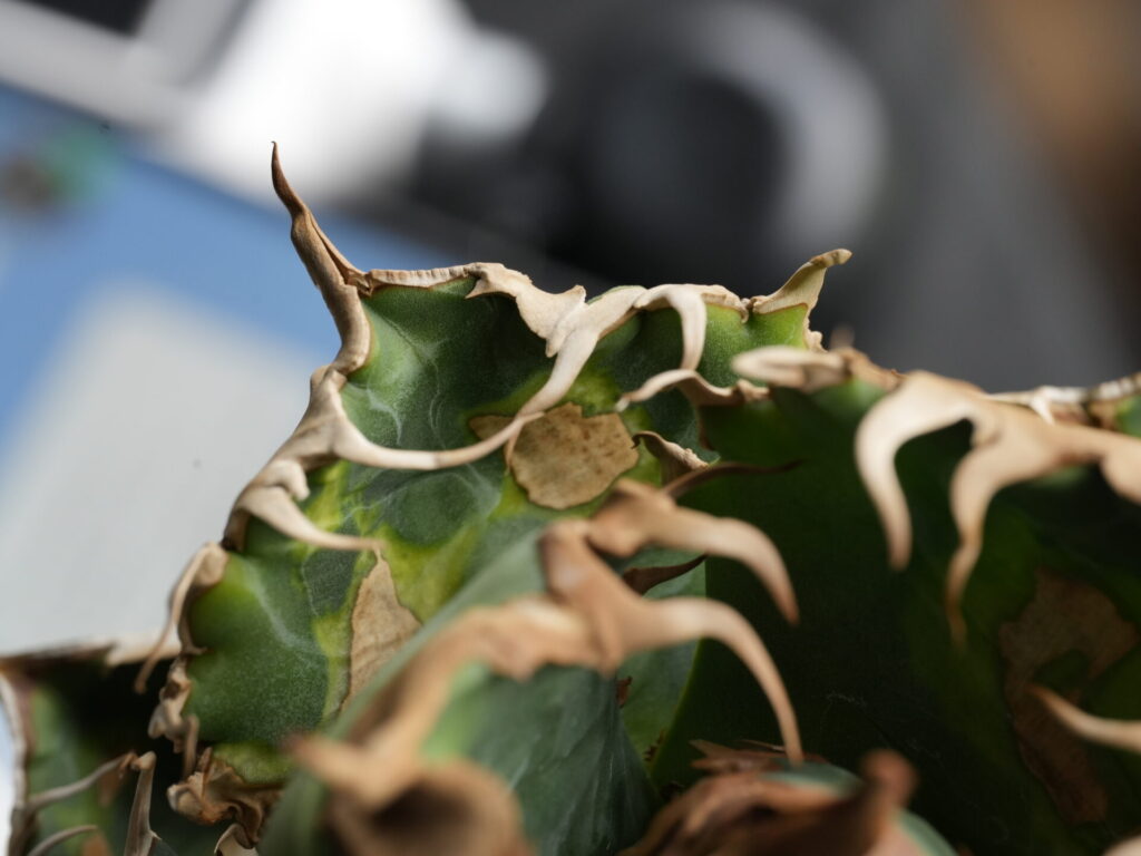 アガベの葉焼けは上面から焼けます