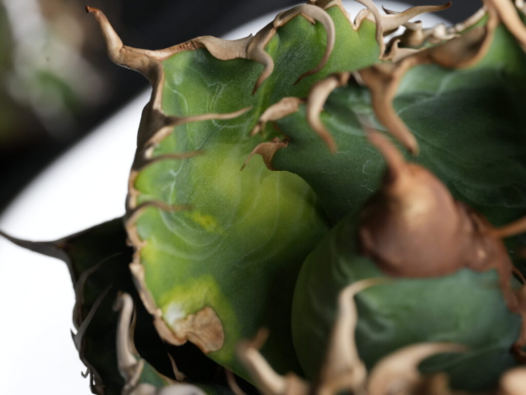 アガベの葉焼けの初期症状