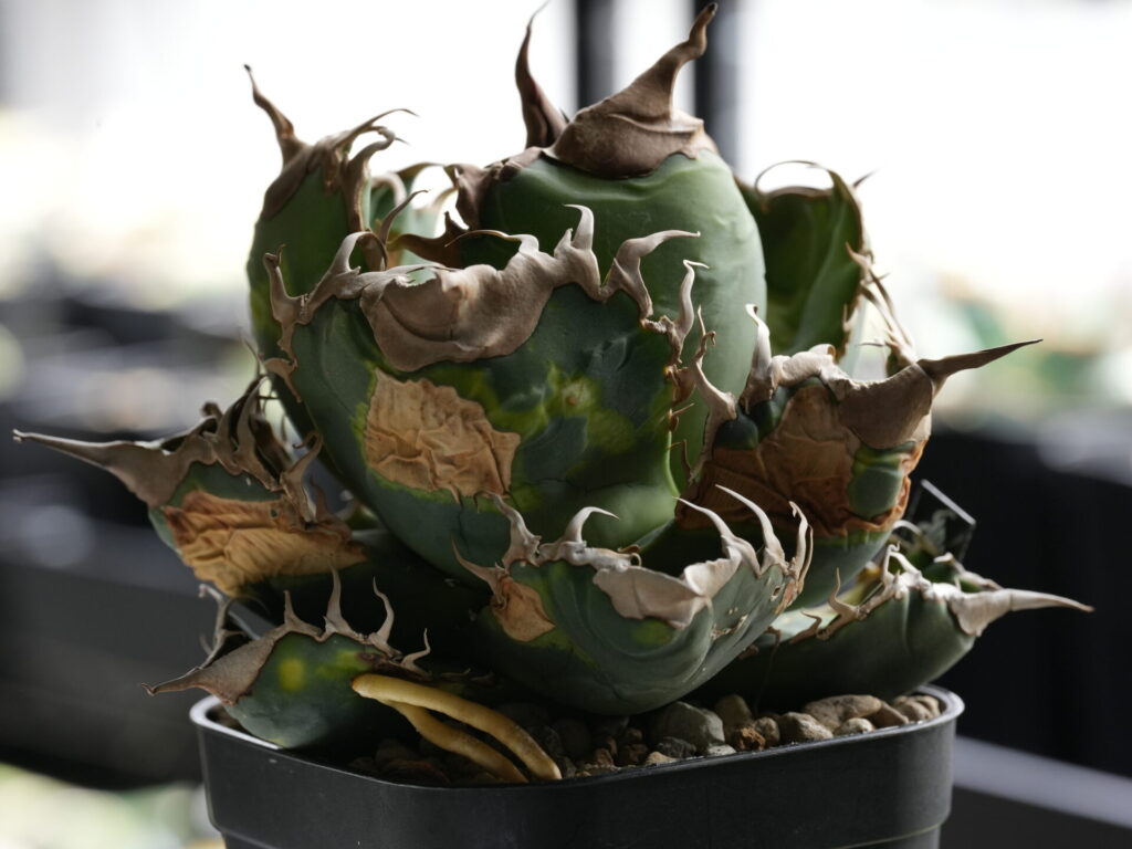 アガベの葉焼け、スーパーチタノタ