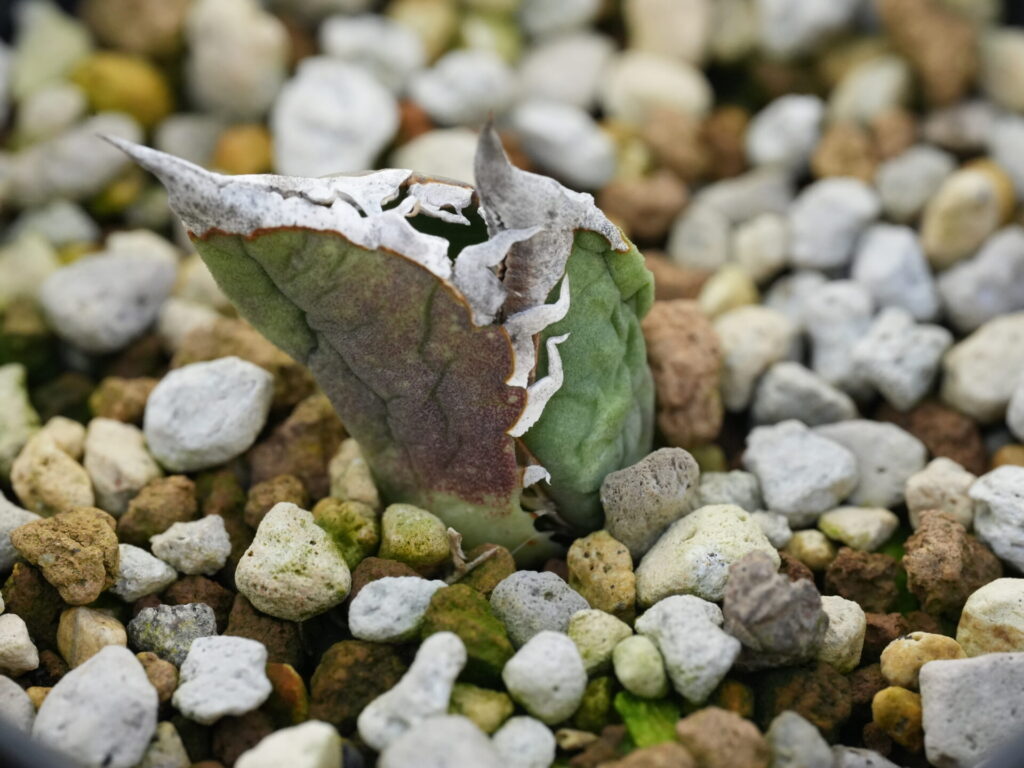 水を吸えていないアガベ チタノタ・オテロイ