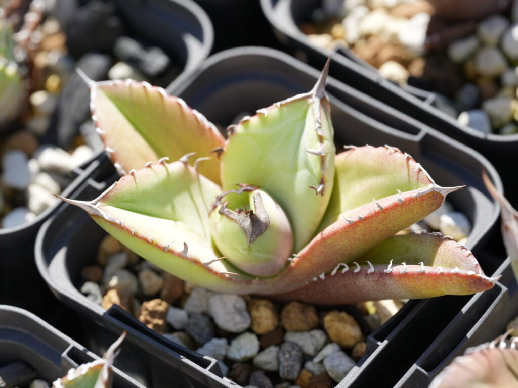 肥料が切れたアガベは黄色い葉になる