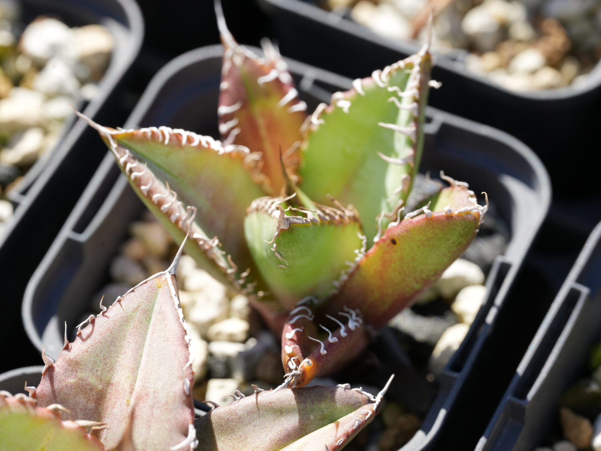 オテロイの育て方 - セドリックプランツ [アガベ オテロイの専門店]