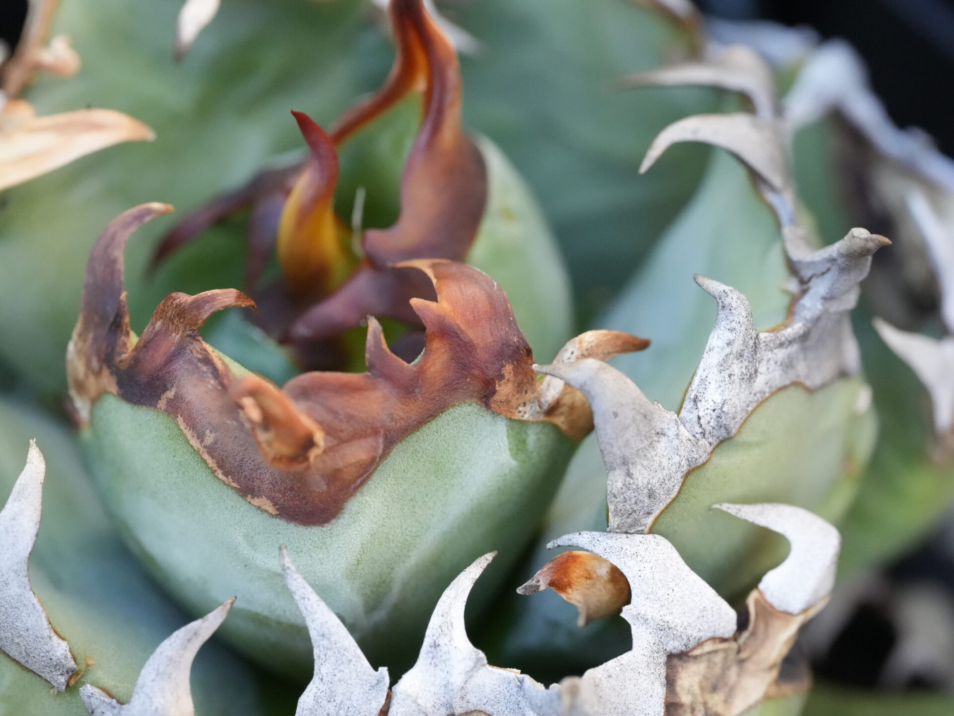 オテロイの育て方 - セドリックプランツ [アガベ オテロイの専門店]