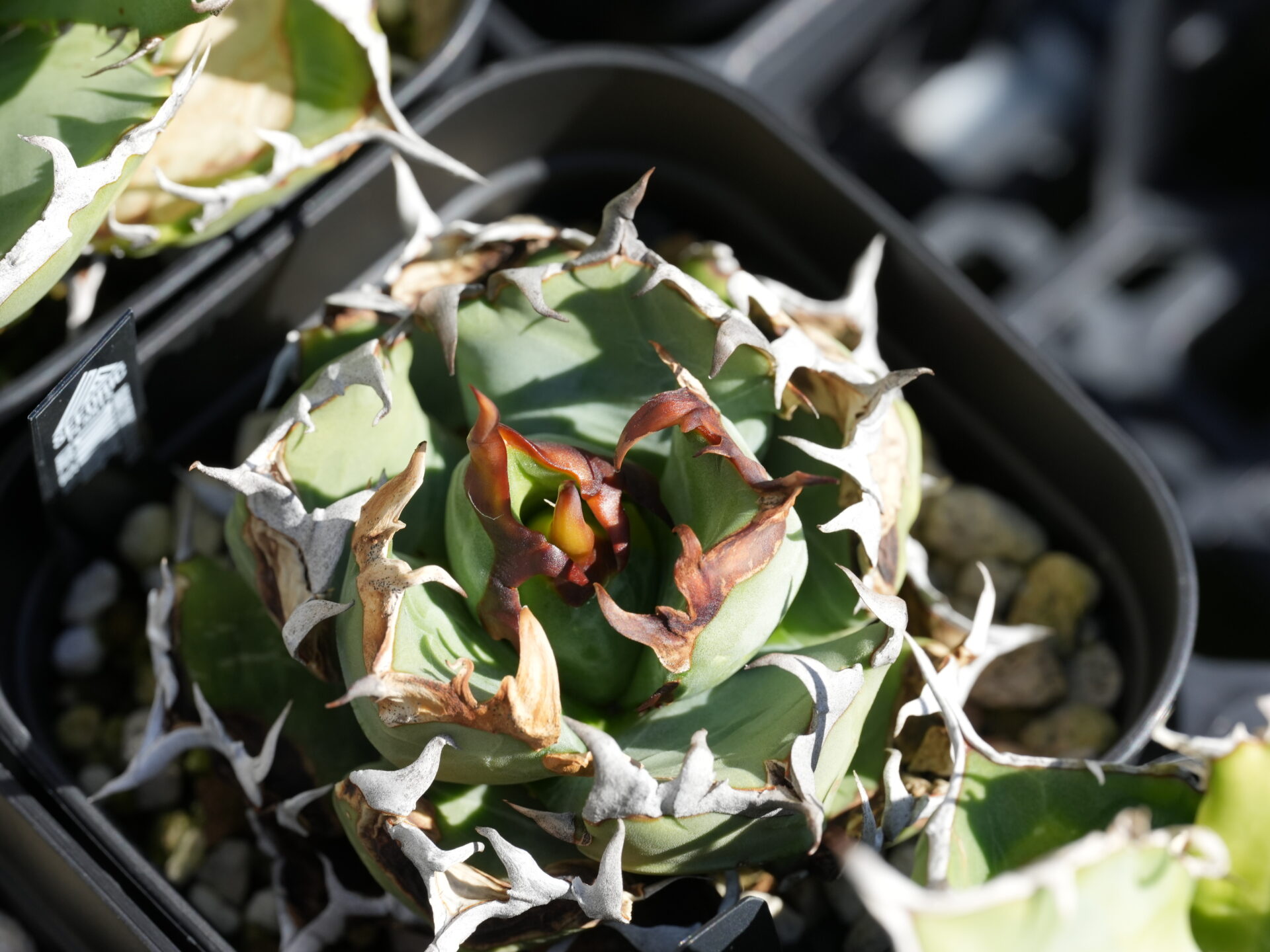 あなたが現在見ているのは アガベの水やりはいつ？季節別の正しいタイミングと管理方法