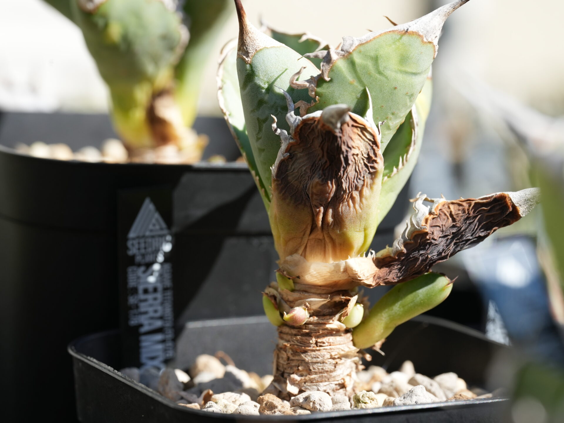 あなたが現在見ているのは アガベの植え替えはいつ？タイミングと成功のポイント