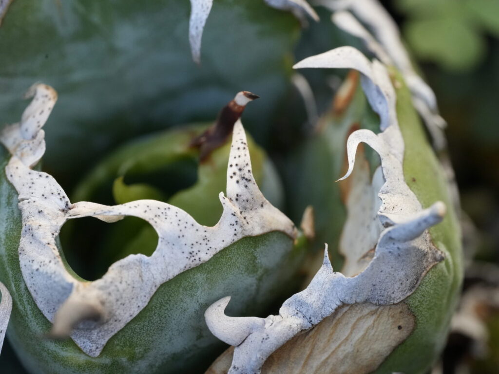 アガベで一番人気のチタノタ・オテロイ 白鯨