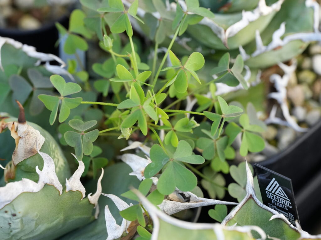 雑草に栄養を奪われるアガベ